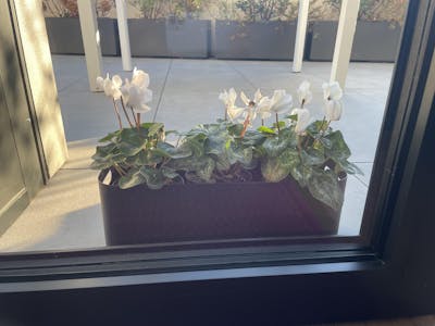 Altea da tavolo - Portavasi