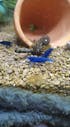 Blue Dream Neocaridina