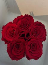 Infinity Rosen | Velvet Box rund | XS