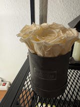 Infinity Rosen | Velvet Box rund | XS