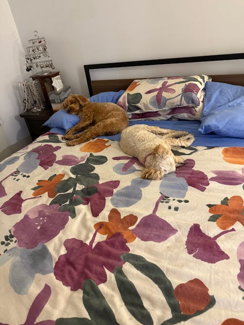 Tacoma (Queen) Metal Bed Frame - Black & Brown