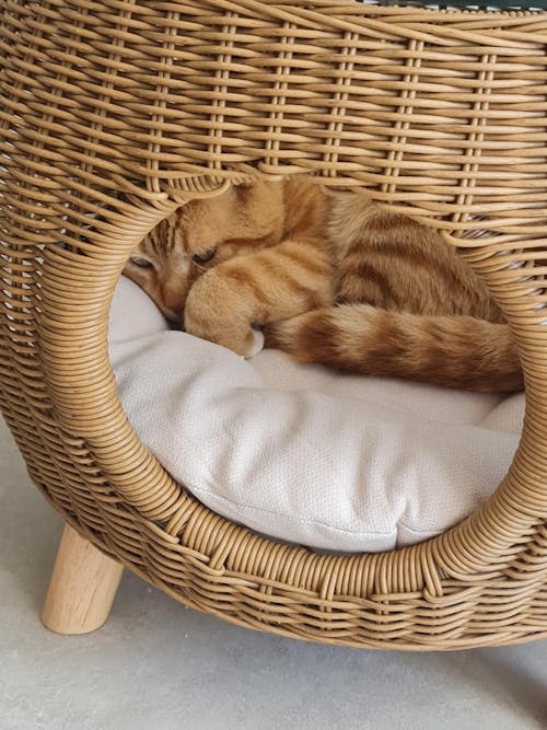 Wicker Coffee Table with Built-In Pet Bed