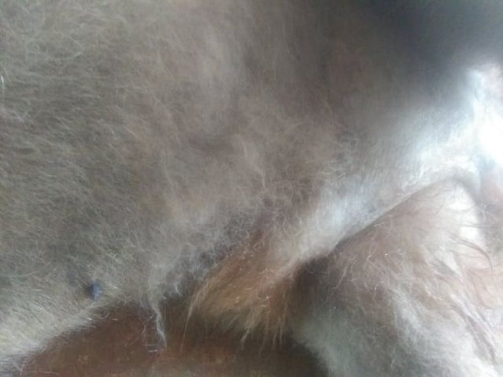 Testicles Inflammation (Redness and swelling) Natural Remedy for Pets