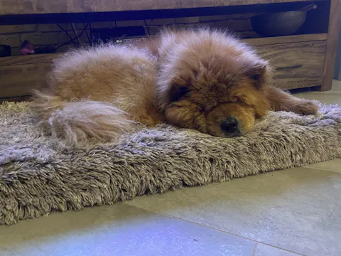 HomeoPet Leaks No More 15ml