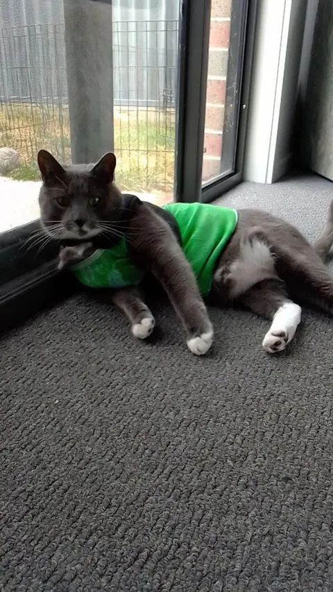 HomeoPet Feline UT+ 15ml