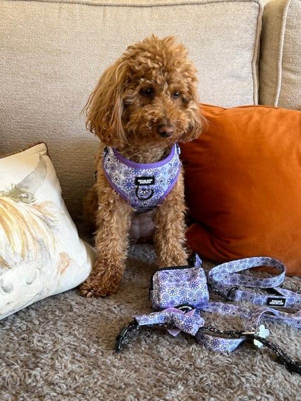Adjustable Dog Harness Pups a Daisy Lilac