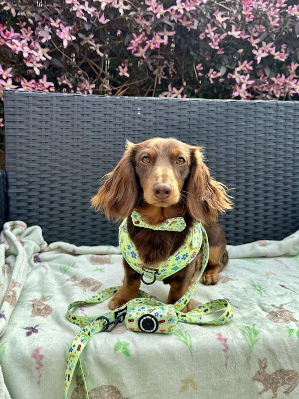 Dog Walkies Bundle - Bugalicious Garden