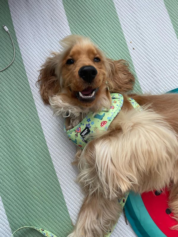 Dog Walkies Bundle - Bugalicious Garden