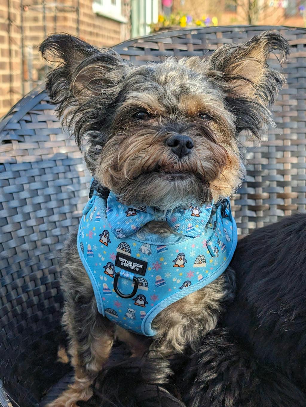 Dog Lead- Frosted Delight