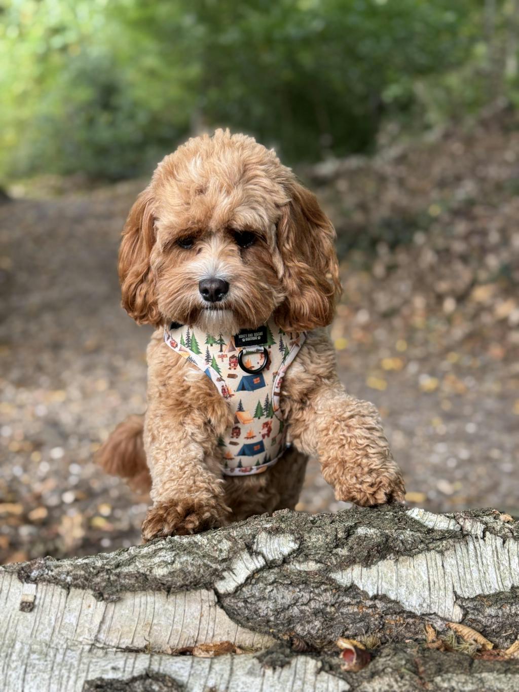 Pups In The Woods – Adjustable Dog Harness for Small Dogs (No Pull)