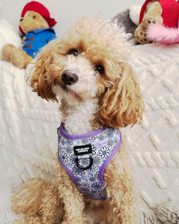 Adjustable Dog Harness Pups a Daisy Lilac