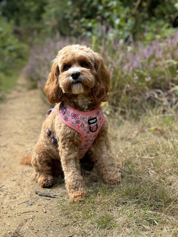 Dog Walkies Bundle - Pups A Daisy Pink