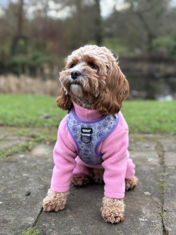 Dog Walkies Bundle - Pups A Daisy Lilac