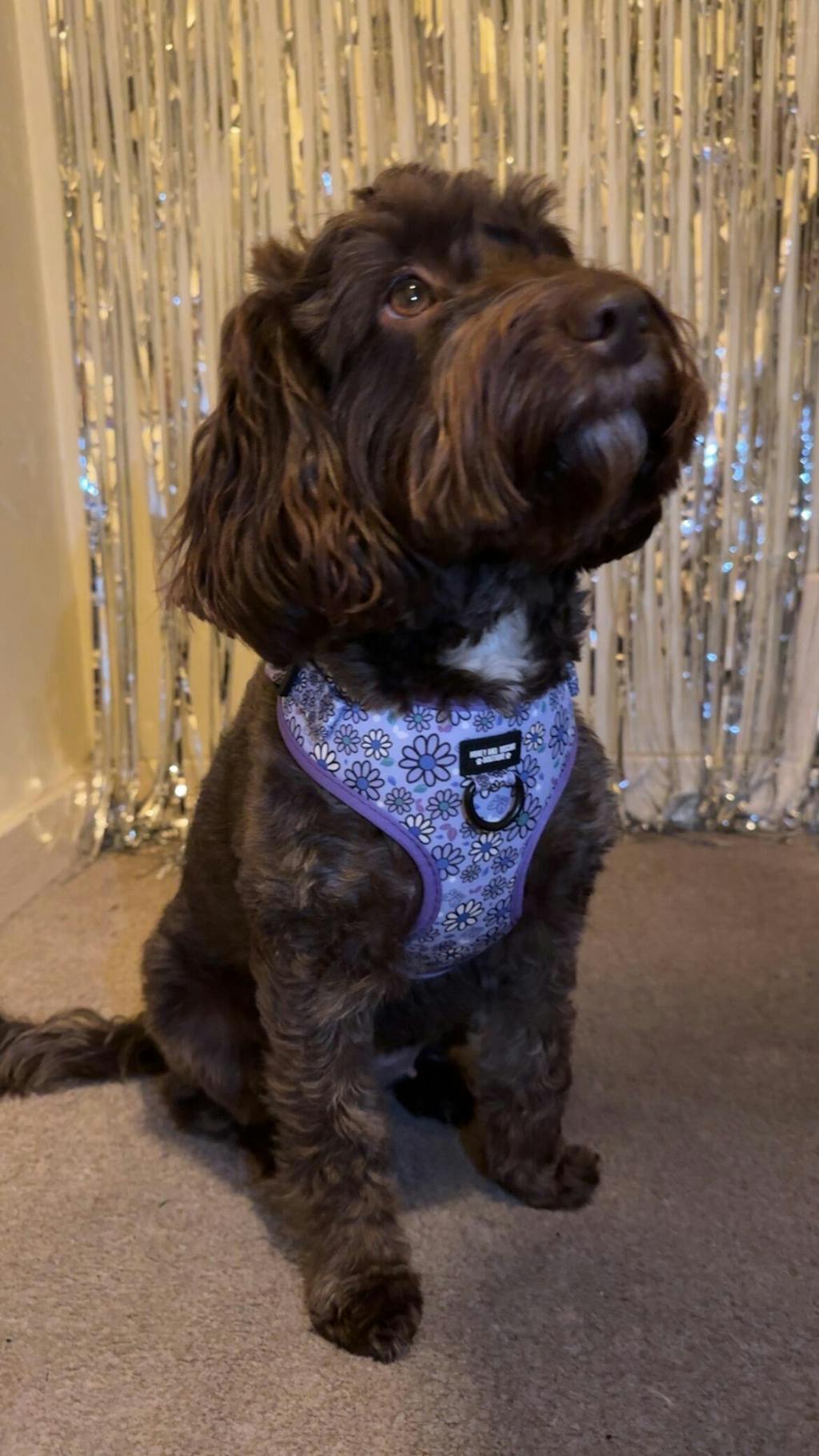 Pups A Daisy Lilac – Adjustable Floral Dog Harness for Small Dogs (No Pull)