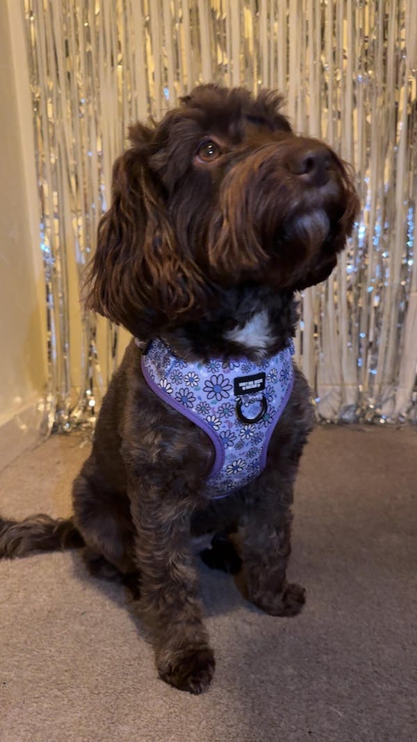 Adjustable Dog Harness Pups a Daisy Lilac