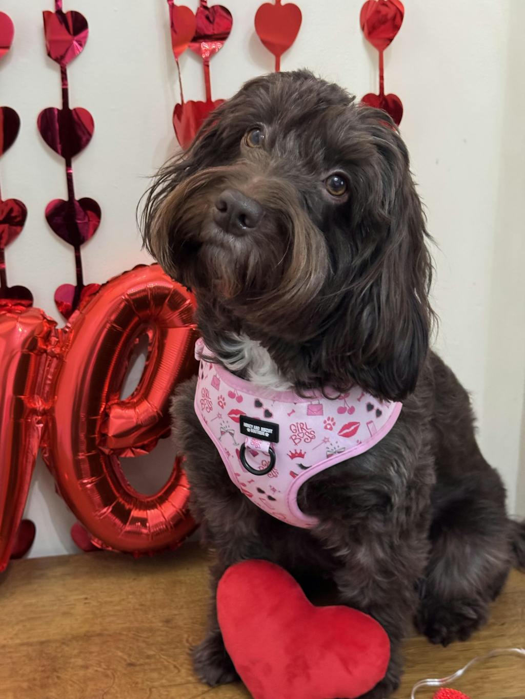 Girl Boss – Complete Walkies Bundle for Small Dogs (5 Piece Set)