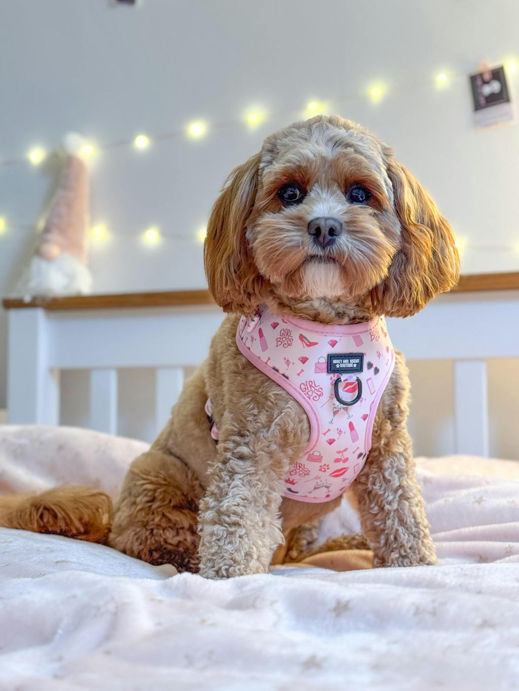 Girl Boss – Complete Walkies Bundle for Small Dogs (5 Piece Set)