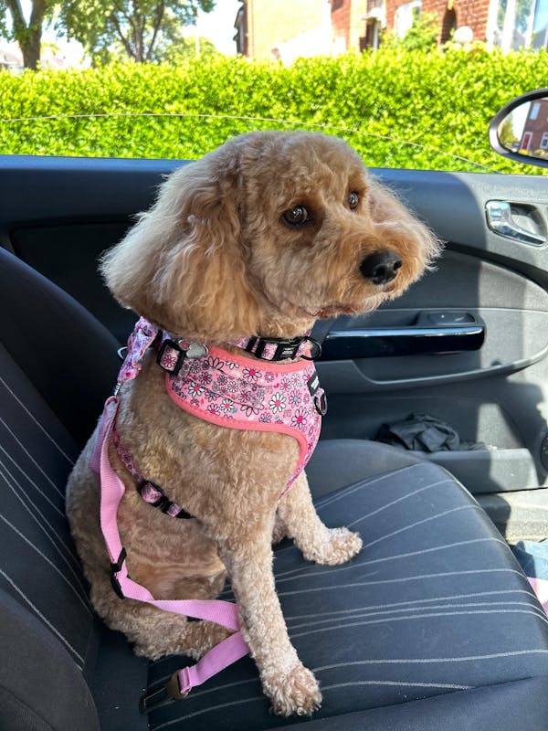 Adjustable Dog Harness Pup's A Daisy Pink