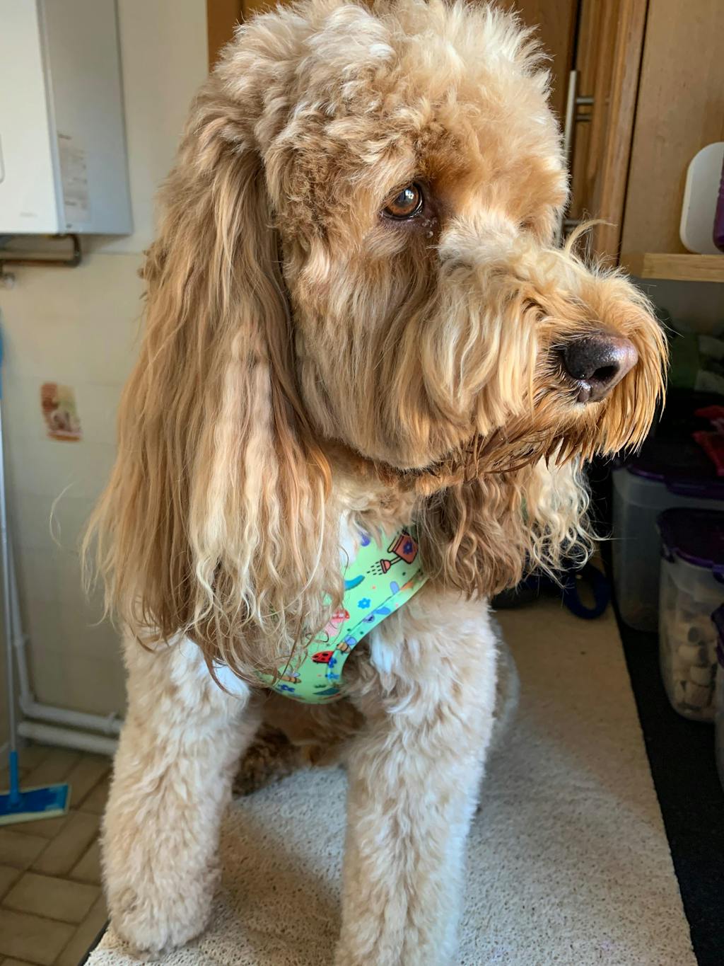 Bugalicious Garden – Adjustable Dog Harness for Small Dogs (No Pull)