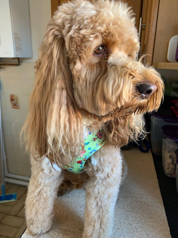 Adjustable Dog Harness Bugalicious Garden