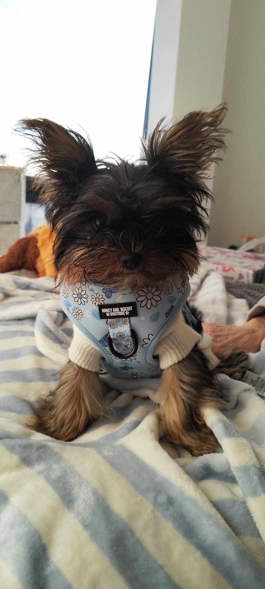 Pups A Daisy Blue – Adjustable Floral Dog Harness for Small Dogs (No Pull)