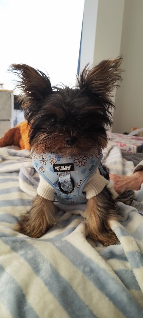 Adjustable Dog Harness Pups a Daisy Blue