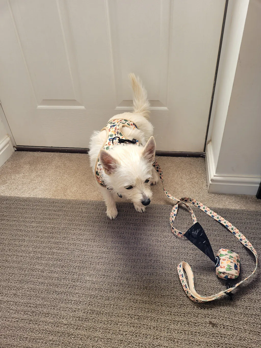 Dog Collar - Pups In The Woods