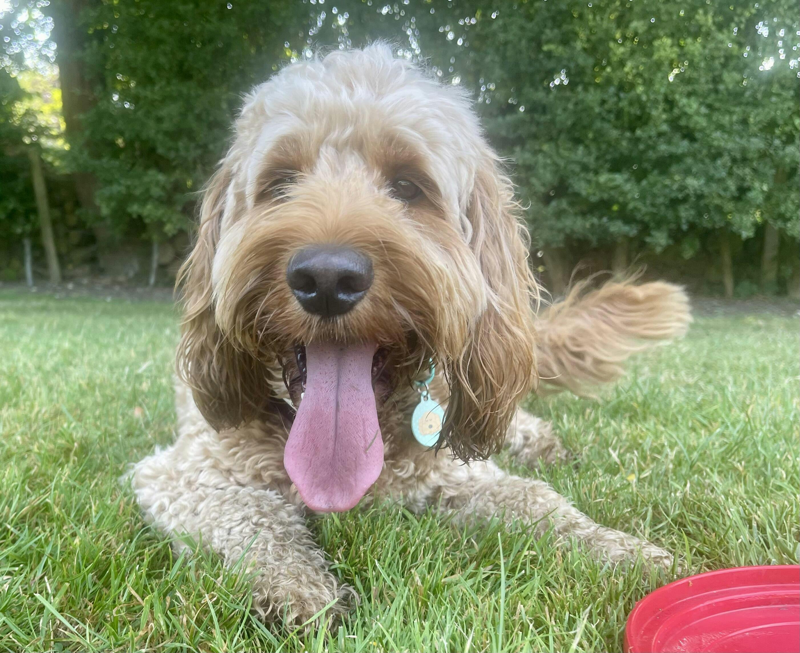 Buy Cockapoo Personalised Dog Tag Pet ID for Dogs Collar – Hoobynoo.co.uk