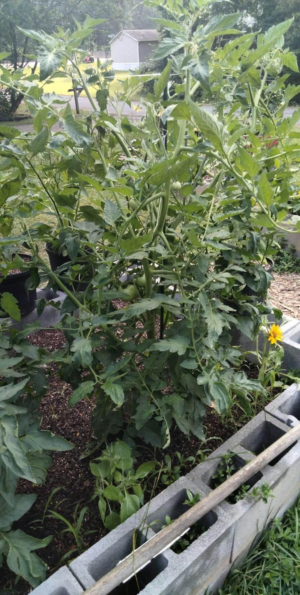 Hossinator Hybrid Tomato (STM2255) F1 – HOSS