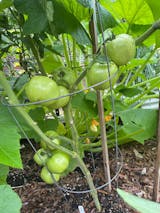 tomatoページ STM2255 - Sakata Wholesale Vegetable Seed