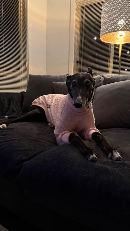 Peach Pawfect Greyhound Quilted Sweater