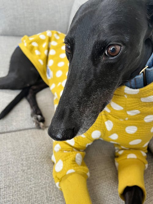 Honeybug Greyhound Quilted Sweater