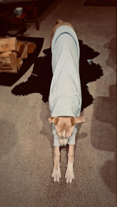 Jadore Whippet Quilted Sweater