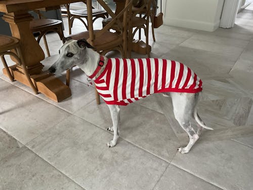 Wally Whippet Sleeveless Hound-Tee