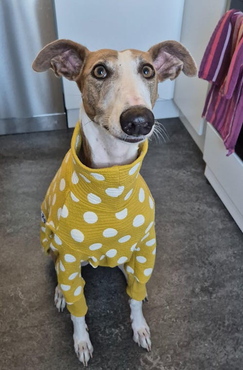 Honeybug Greyhound Quilted Sweater