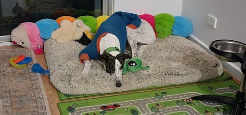 Bork Greyhound Sweater