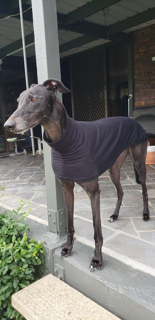 The Melbourne Greyhound Sleeveless Base Layer