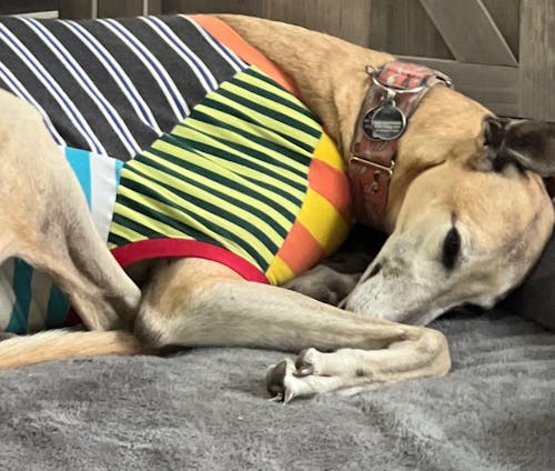 Frankie Greyhound Sleeveless Hound-Tee