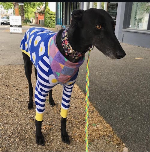 Eggy Greyhound Long Sleeve Hound-Tee