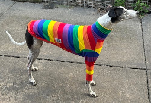 Jellybeans Greyhound Long Sleeve Tweater