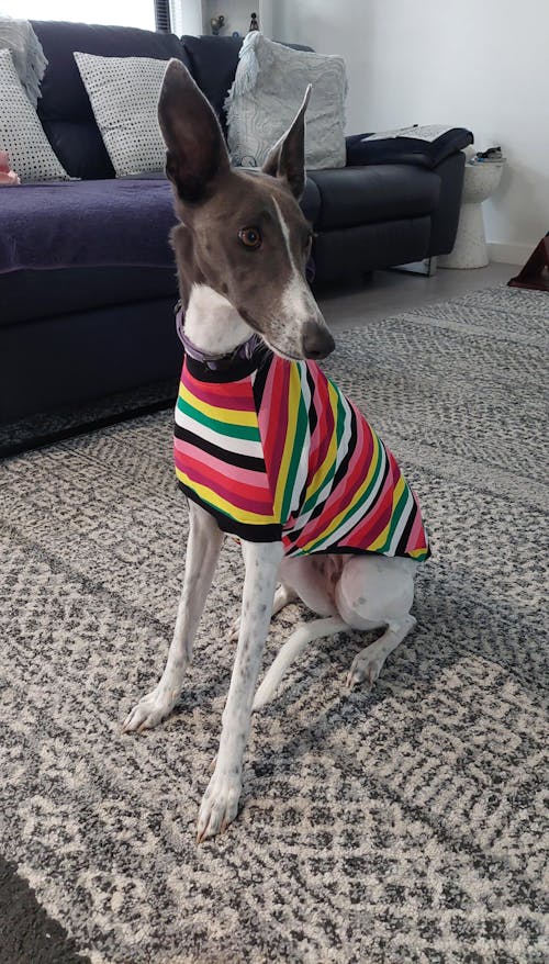 Liquorice Allsorts Whippet Sleeveless Hound-Tee
