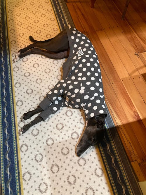 Jitterbug Greyhound Quilted Sweater