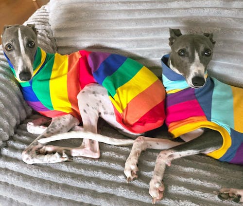 Jellybeans Whippet Sleeveless Tweater
