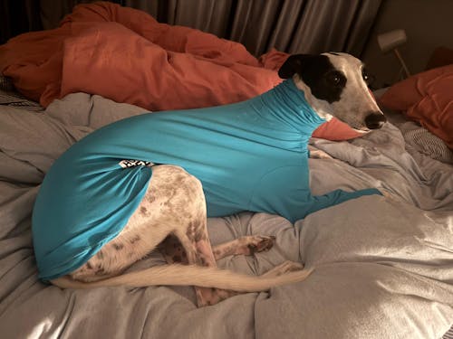 Bluey Greyhound Long Sleeve Base Layer