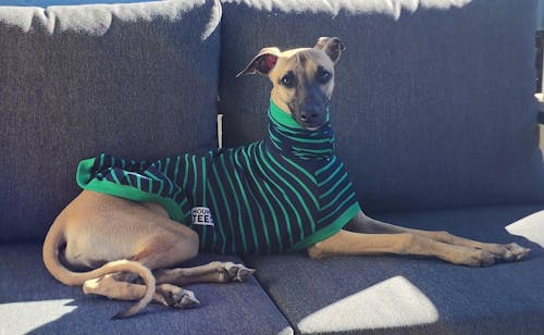 Kermit Whippet Sleeveless Hound-Tee