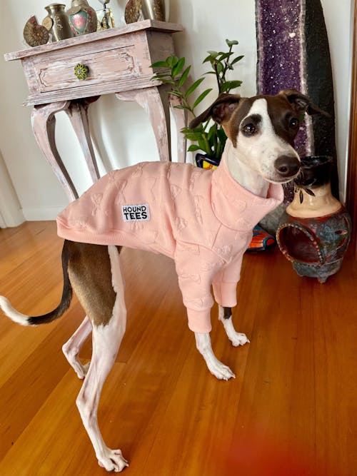 Peach Pawfect Italian Greyhound Quilted Sweater