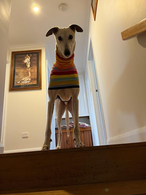 Liquorice Allsorts Greyhound Sleeveless Hound-Tee