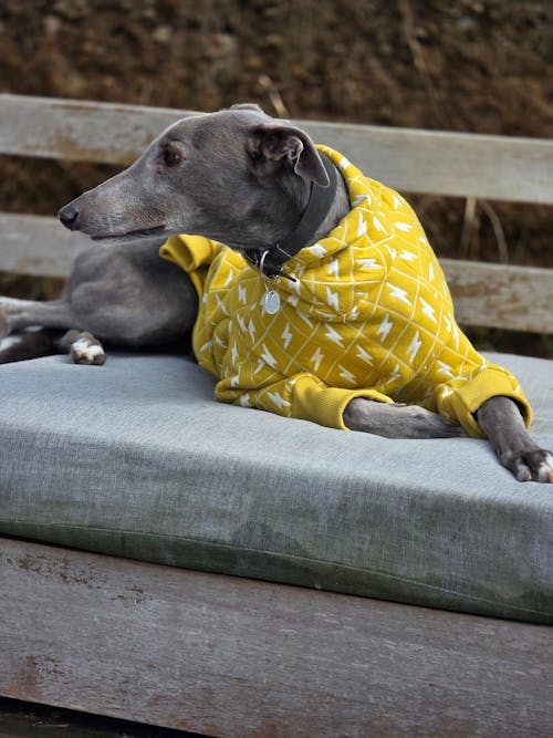 Spark Greyhound Quilted Sweater