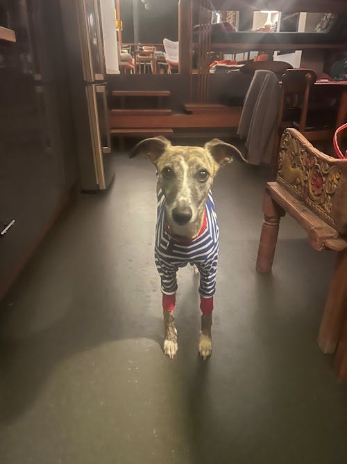 Blue Breton Whippet Long Sleeve Hound-Tee