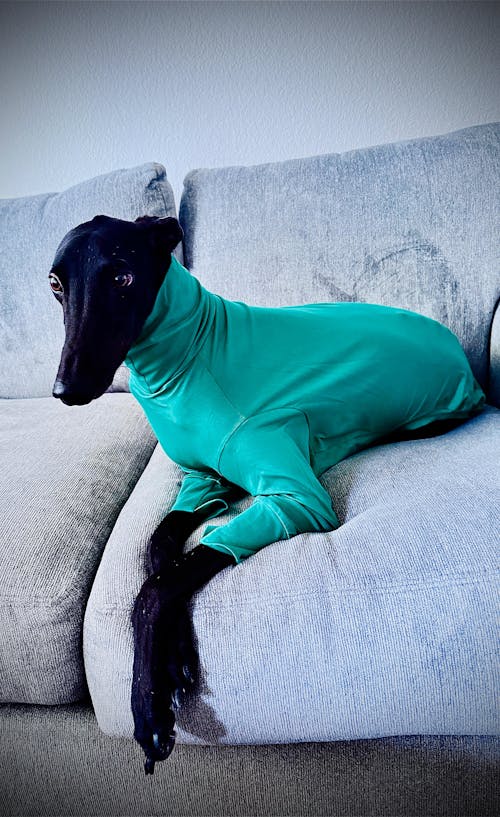 Lounge Lizard Greyhound Long Sleeve Base Layer